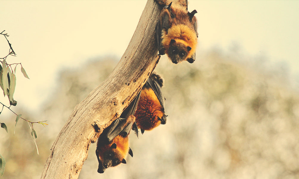Bats Emerge From Hibernation In The Spring