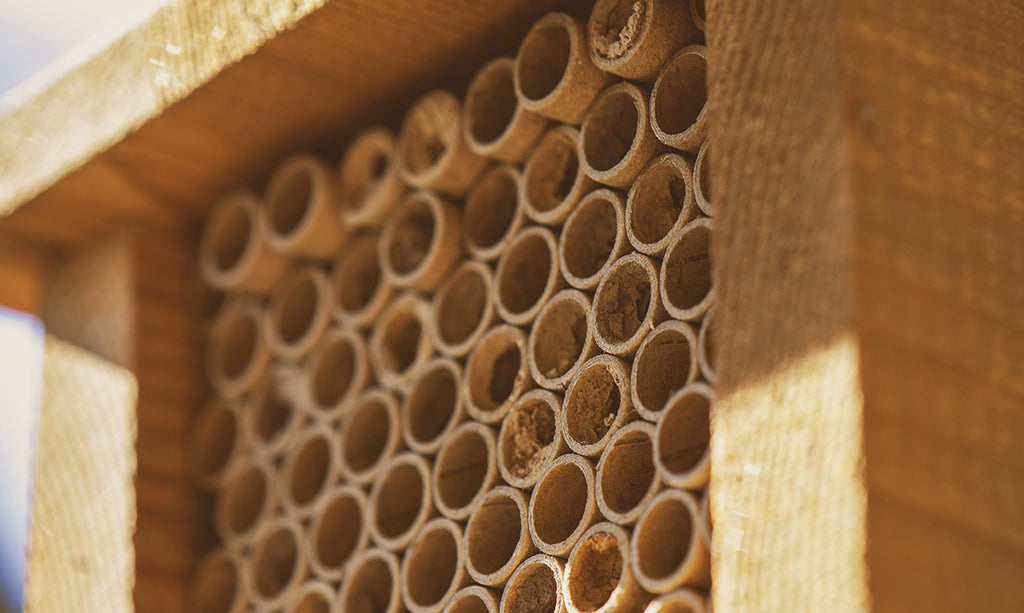 Home Sweet Home: A Safe Space For Bees
