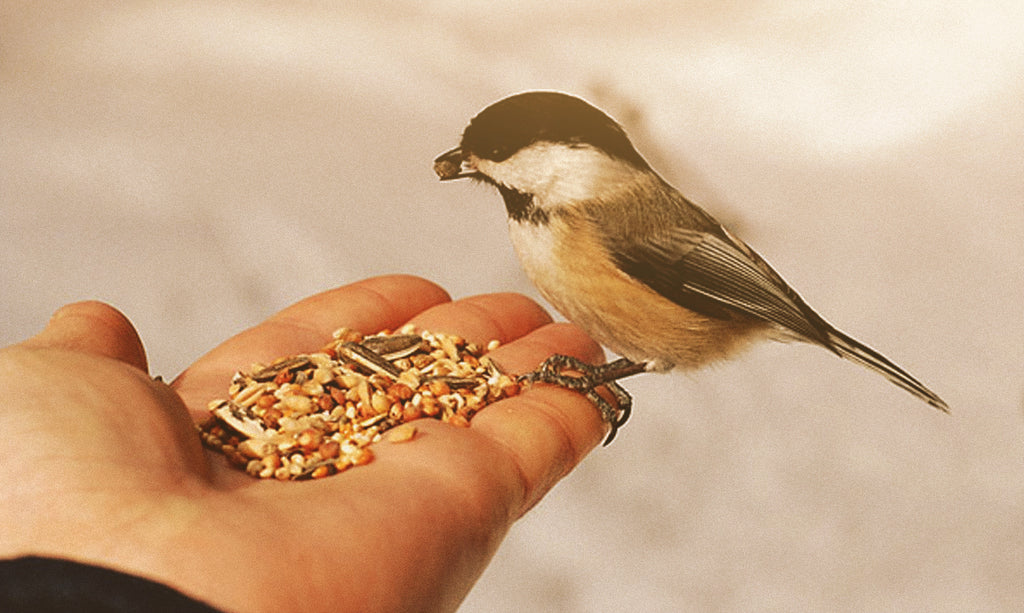 February Is National Bird Feeding Month