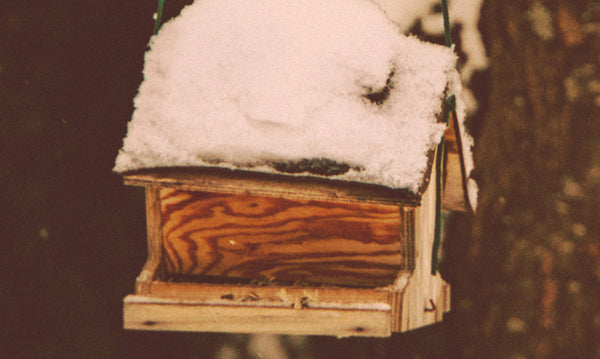 The Importance Of Feeding Winter Birds